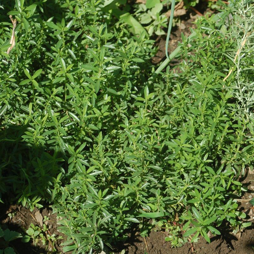 Winter Savory