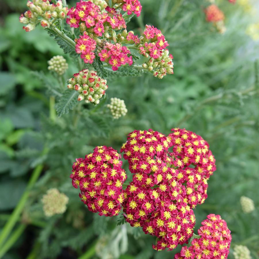 Strawberry Seduction Yarrow