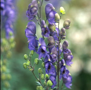 Monkshood, Venus Chariot, Wolfsbane