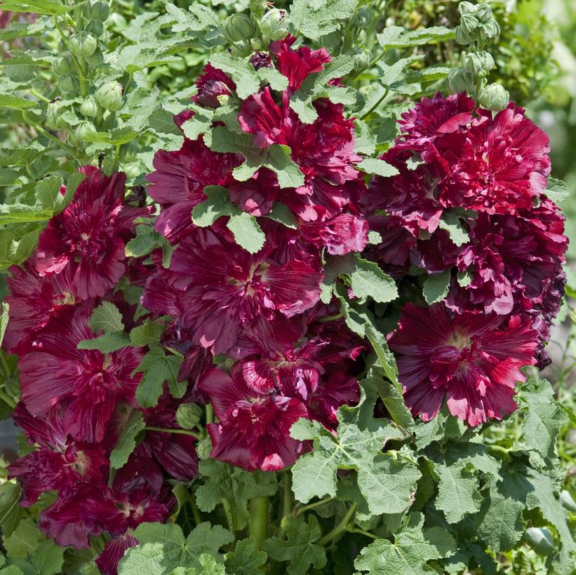 Crimson Hollyhock