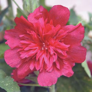 Carmine-Rose Hollyhock