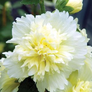 Lemon Hollyhock