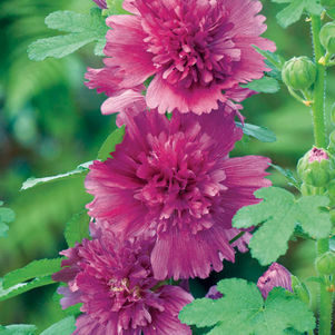 Purple Hollyhock