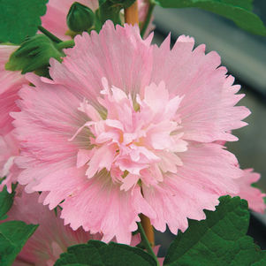 Pink Hollyhock