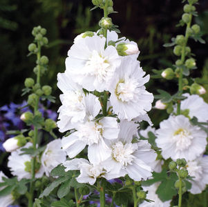 White Hollyhock