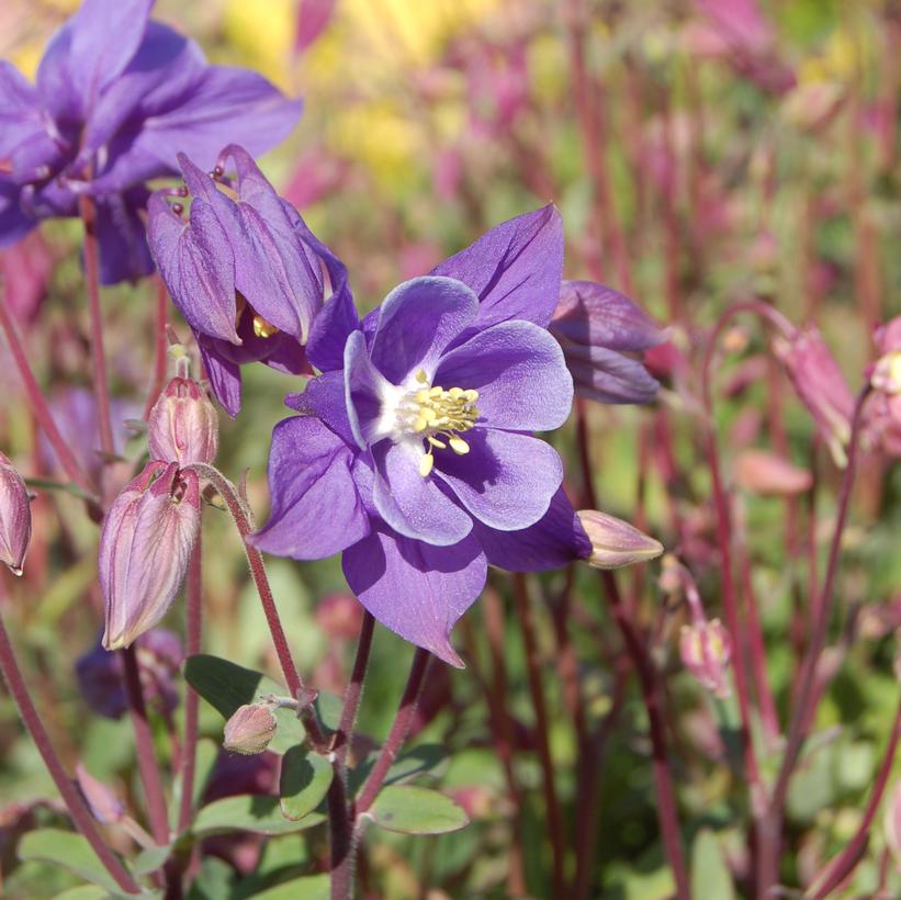 Biedermeir Columbine