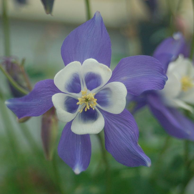 Winky Blue and White Columbine