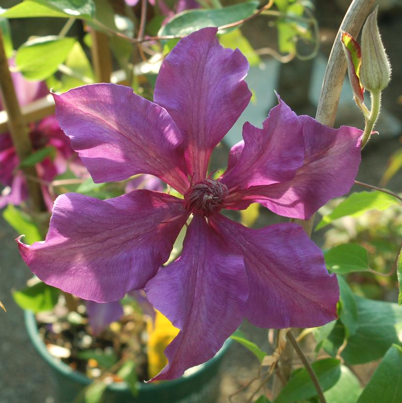 Fleuri™ Clematis