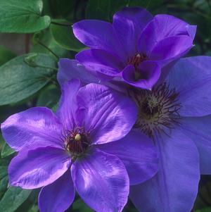 Ramona Clematis