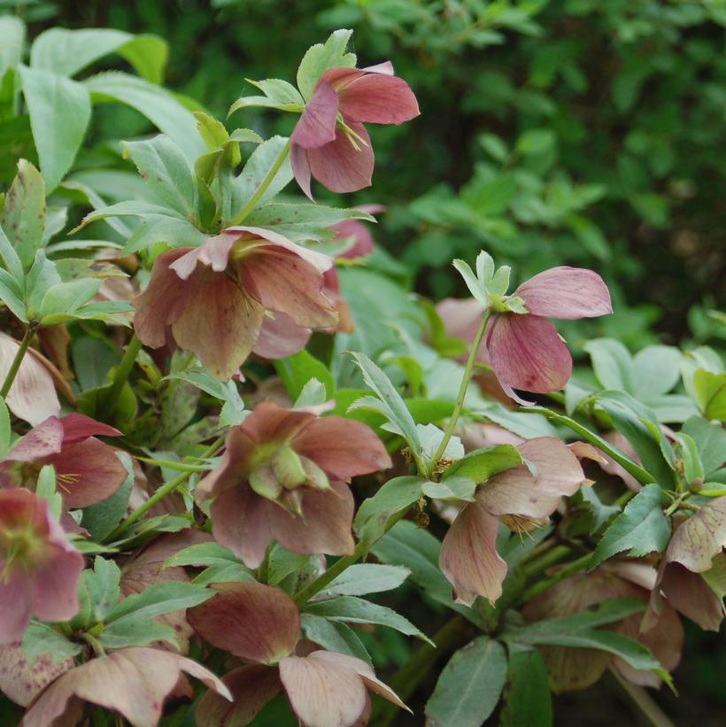 Royal Heritage Lenten Rose