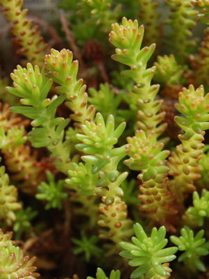 Golden Stonecrop