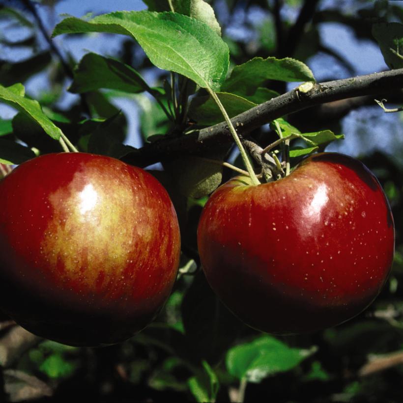 Cortland Apple