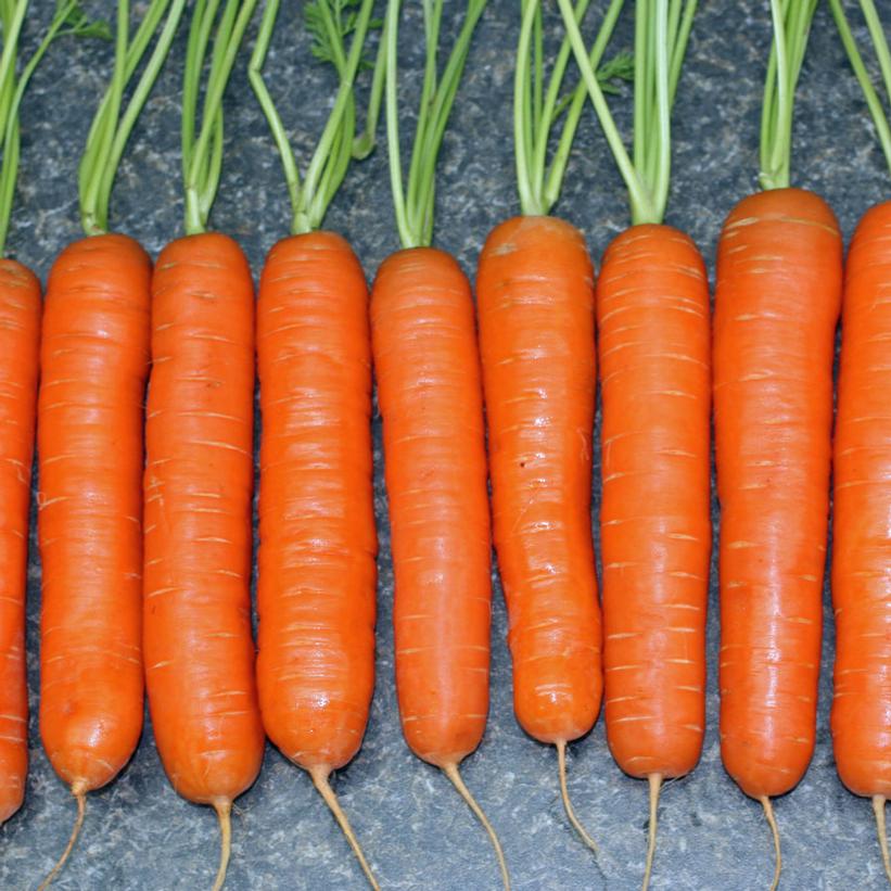 Little Fingers Carrots