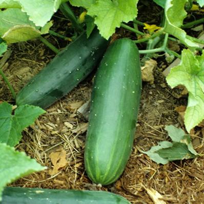 Sweet Burpless Bush Cucumber