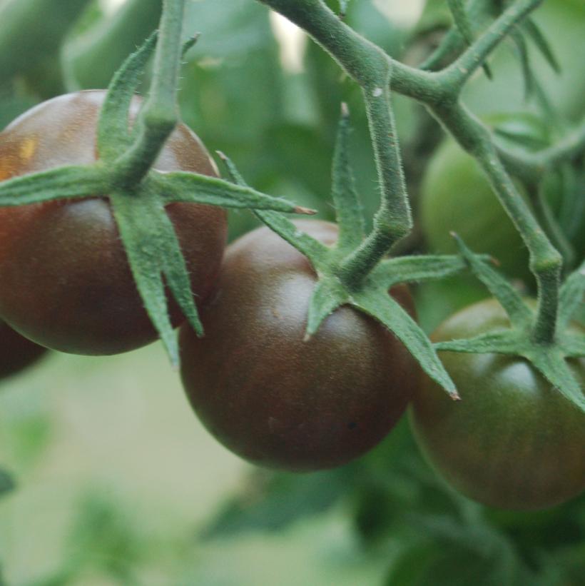 Black Cherry Cherry Tomato