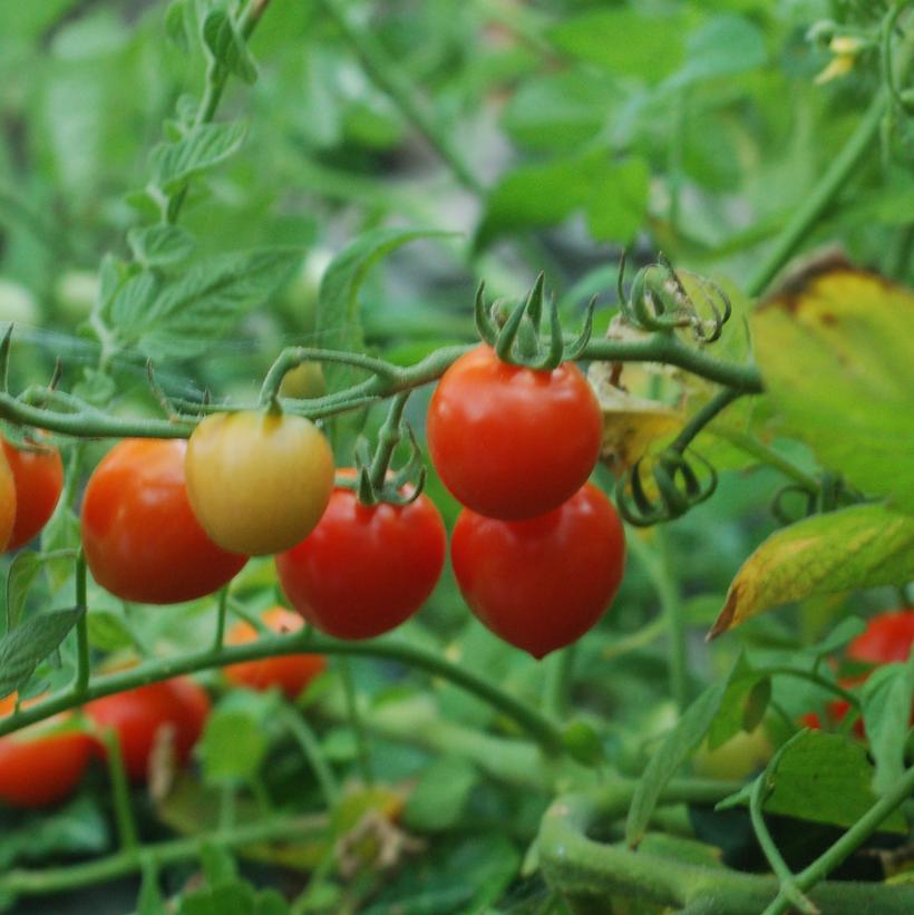 Tomatoberry Cherry Tomato