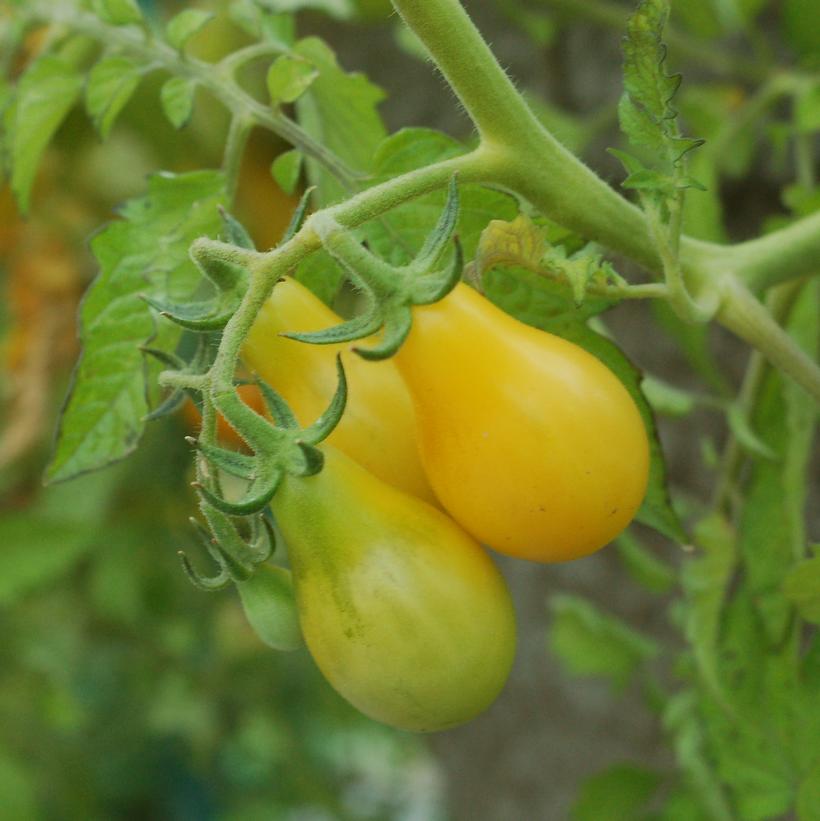 Yellow Pear Tomato