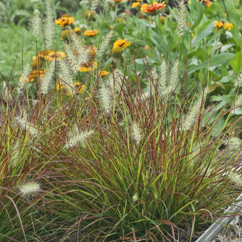 Burgundy Bunny Fountain Grass