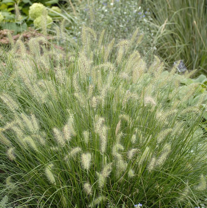 Hameln Dwarf Fountain Grass