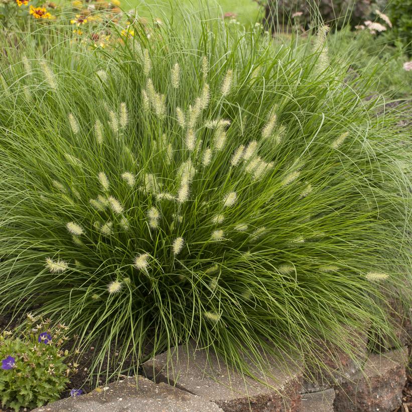 Little Bunny Dwarf Fountain Grass