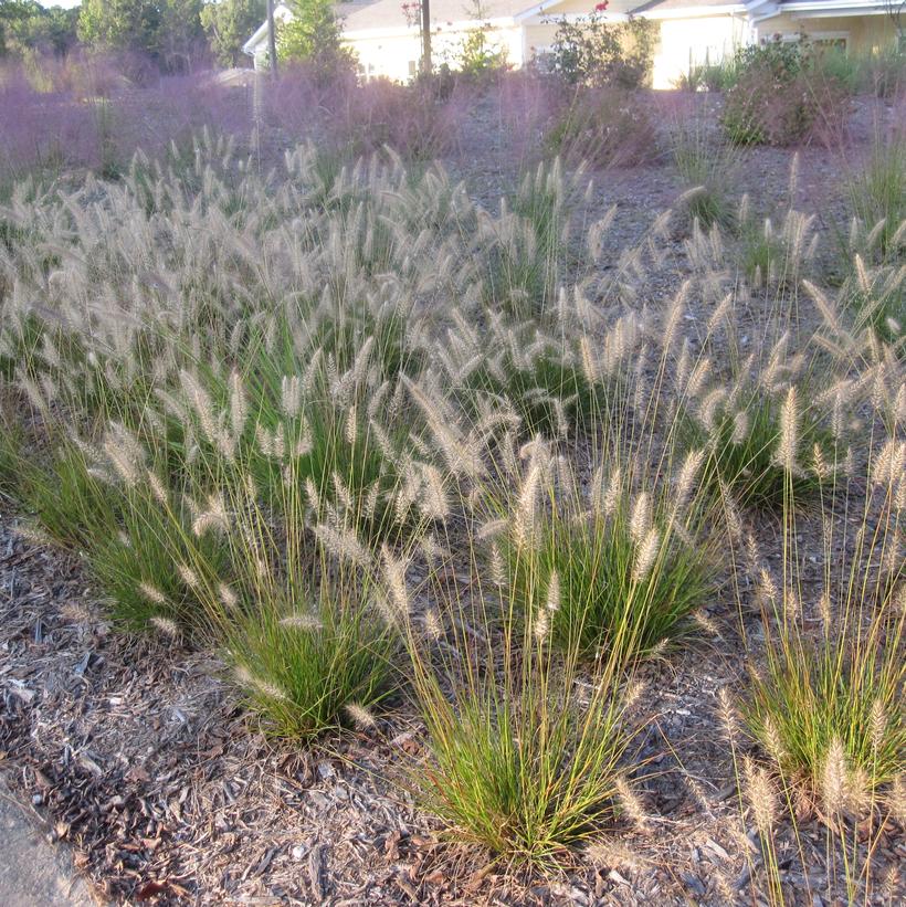 Piglet Fountain Grass