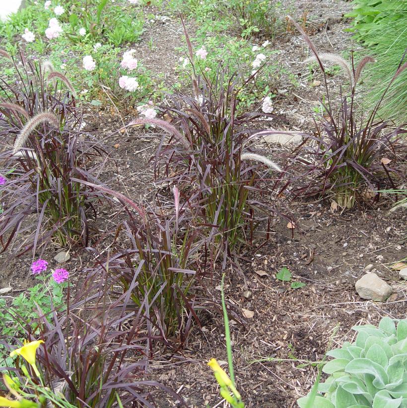 Purple Fountain Grass