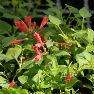 Raspberry Nectar™ Hummingbird Mint