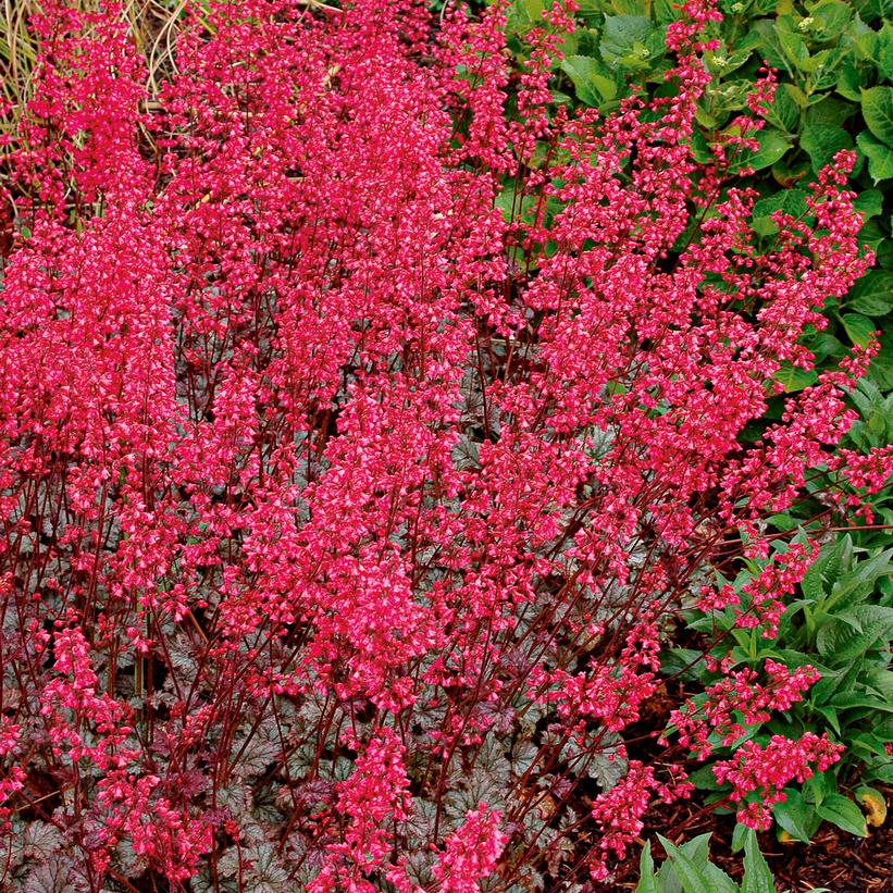 Rave On Coral Bells