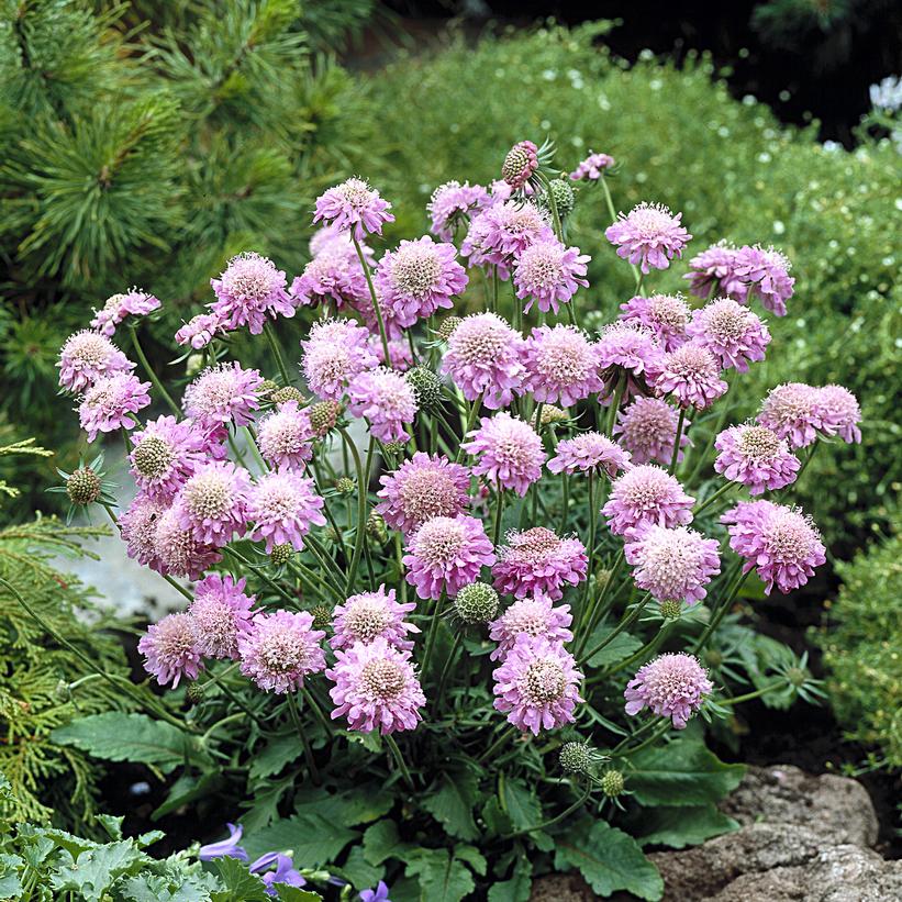 Pink Diamonds Pincushion Flower