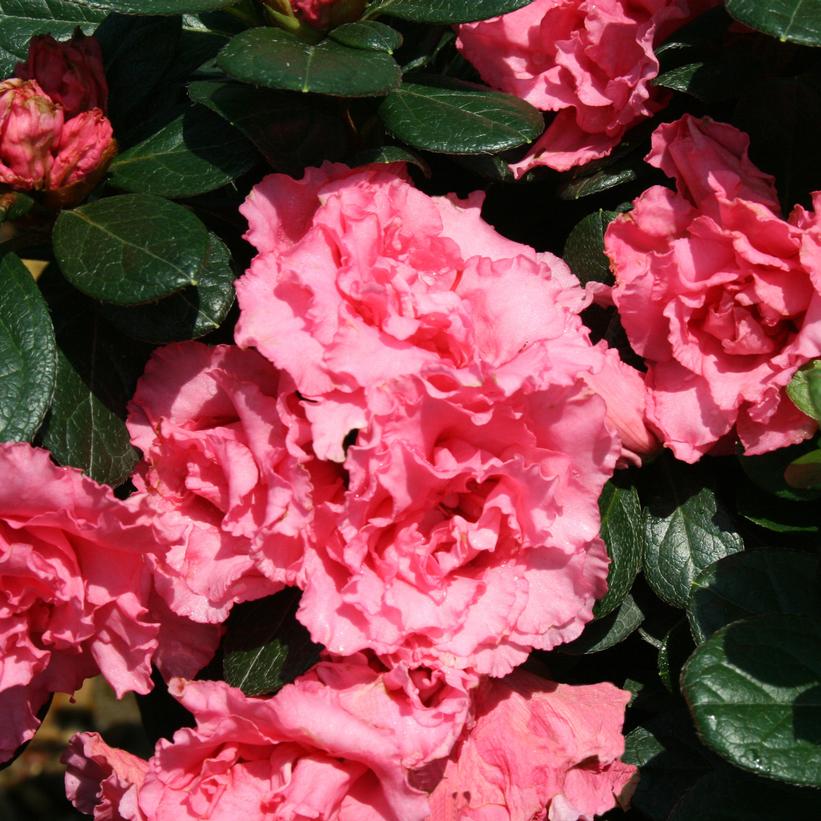 Bloom-A-Thon® Pink Double Reblooming Azalea