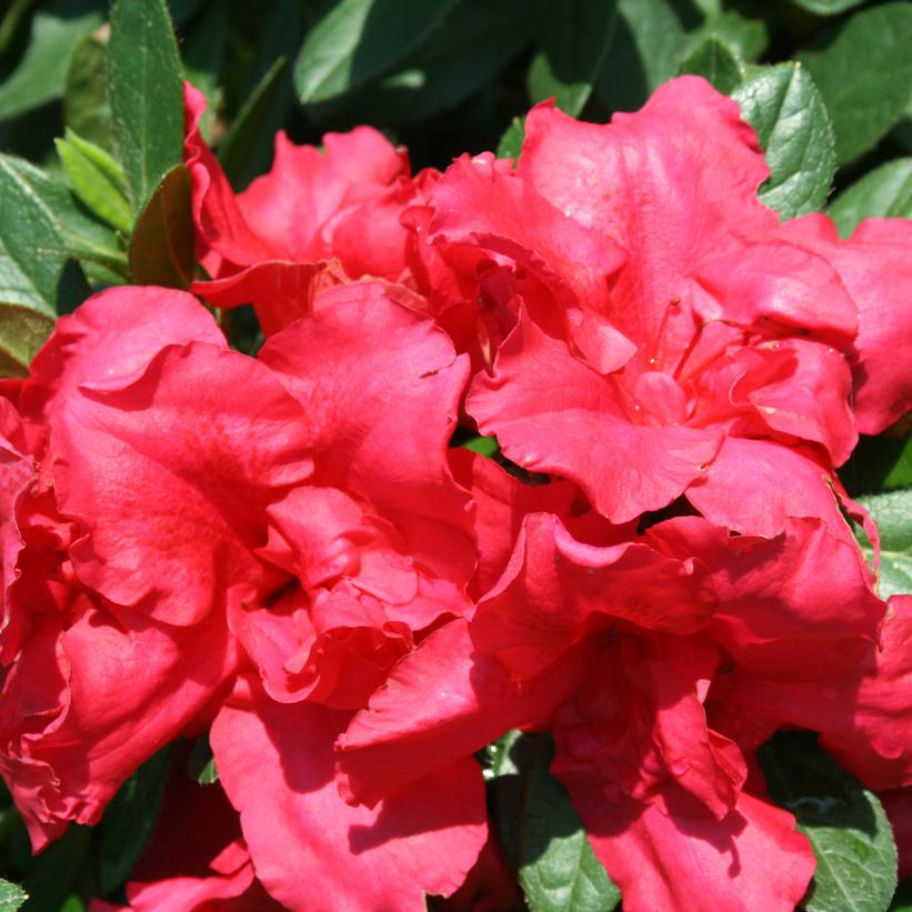 Bloom-A-Thon® Red Reblooming Azalea