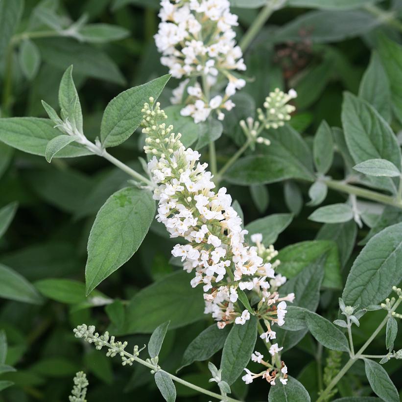 Lo & Behold® Ice Chip Butterfly Bush