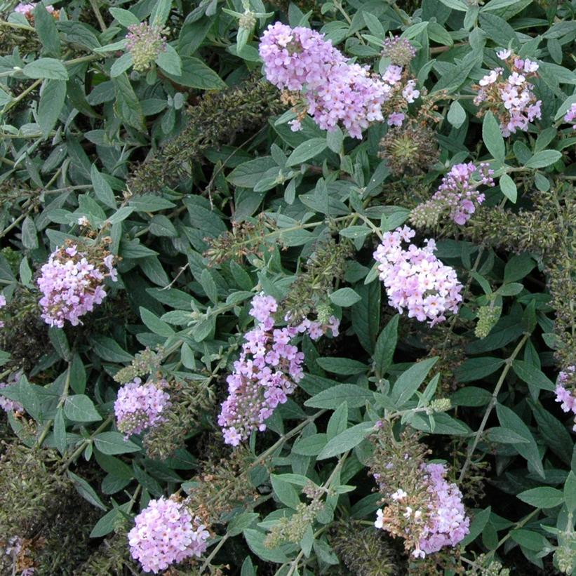 Lo & Behold® Lilac Chip Butterfly Bush