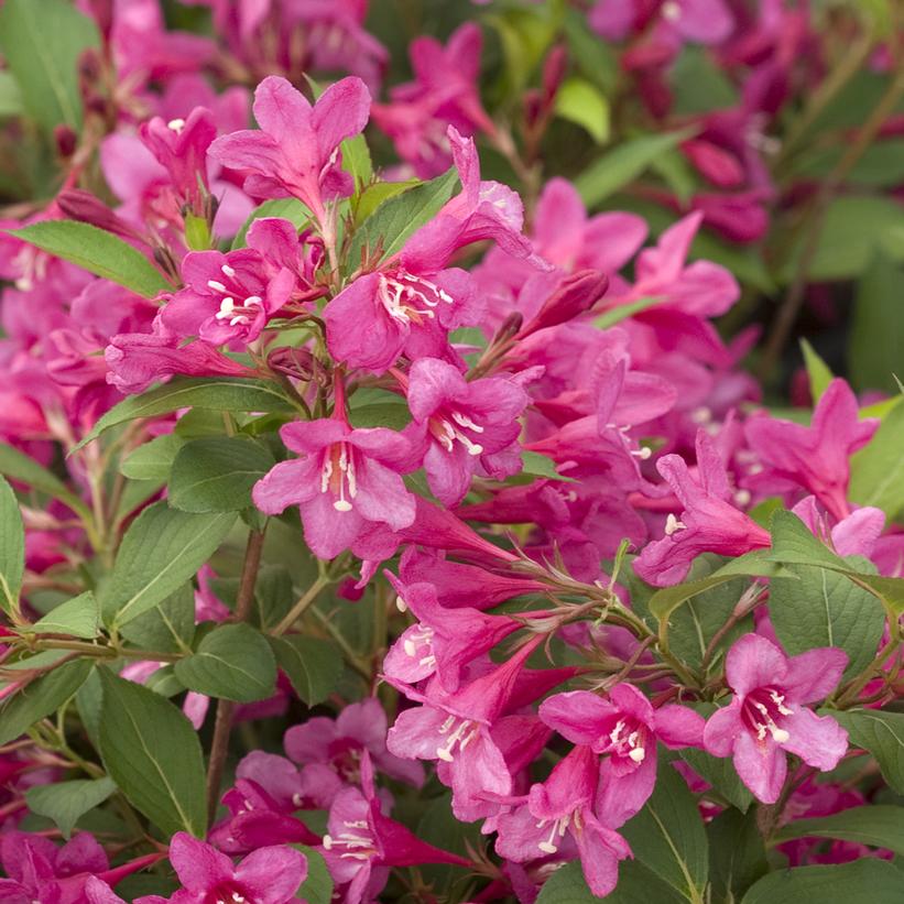 Sonic Bloom® Pink Reblooming Weigela