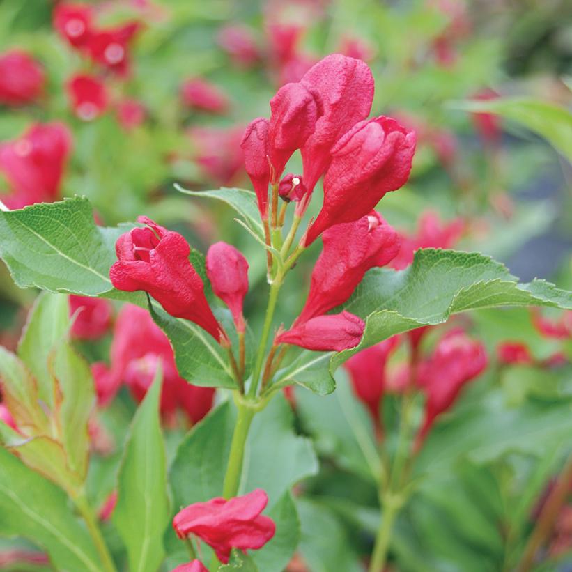 Sonic Bloom® Red Reblooming Weigela