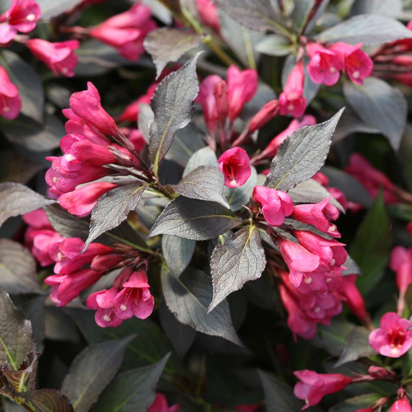 Spilled Wine® Weigela