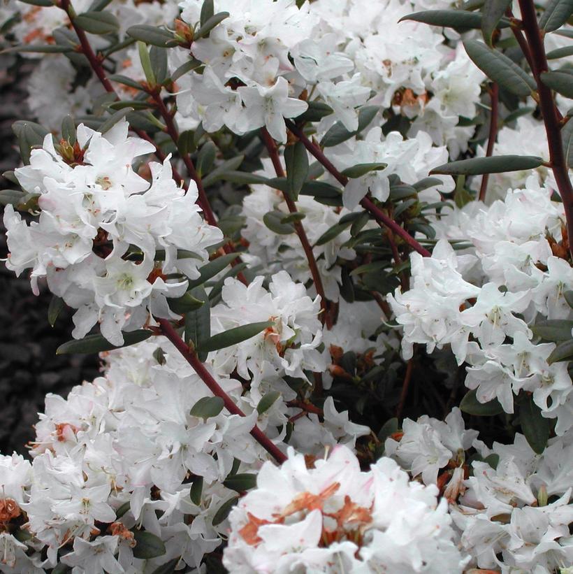 Sugar Puff Rhododendron