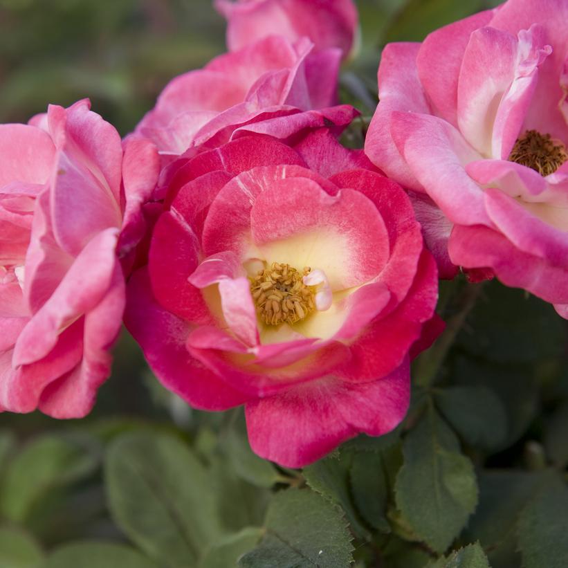 Cancan™ Climbing Rose