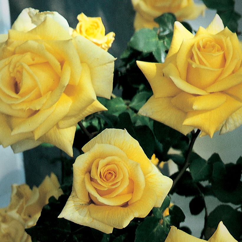 Royal Gold Climbing Rose