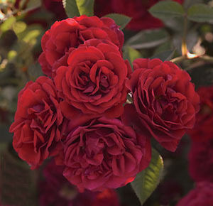 Valentines Day Climbing Rose