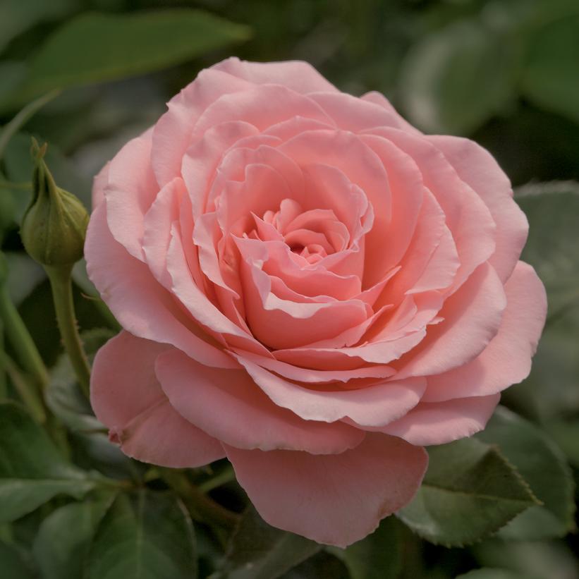 Sexy Rexy Floribunda Rose