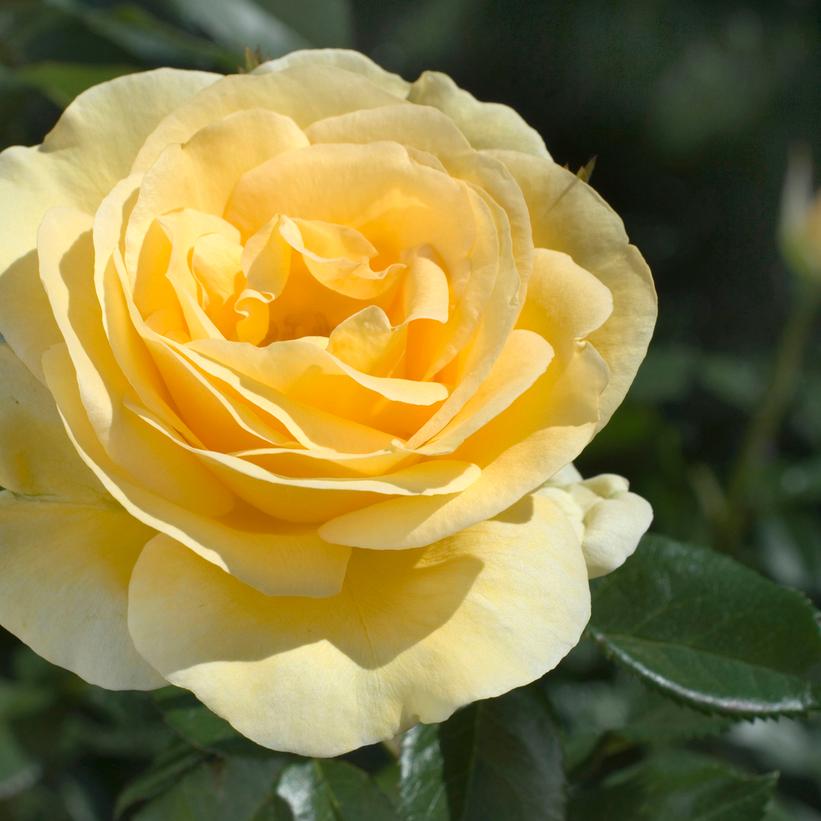 Sunshine Daydream™ Grandiflora Rose