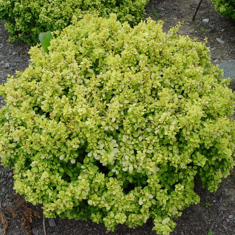 Bonanza Gold™ Barberry