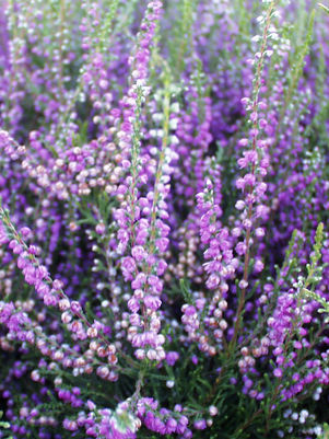 Tib Summer Heather