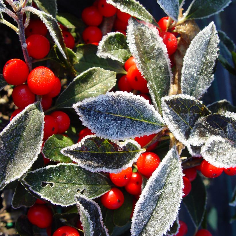 Red Sprite Winterberry