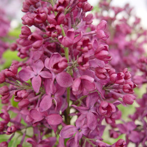 Charles Joly Lilac