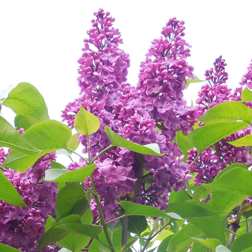 Grandma’s Purple Lilac