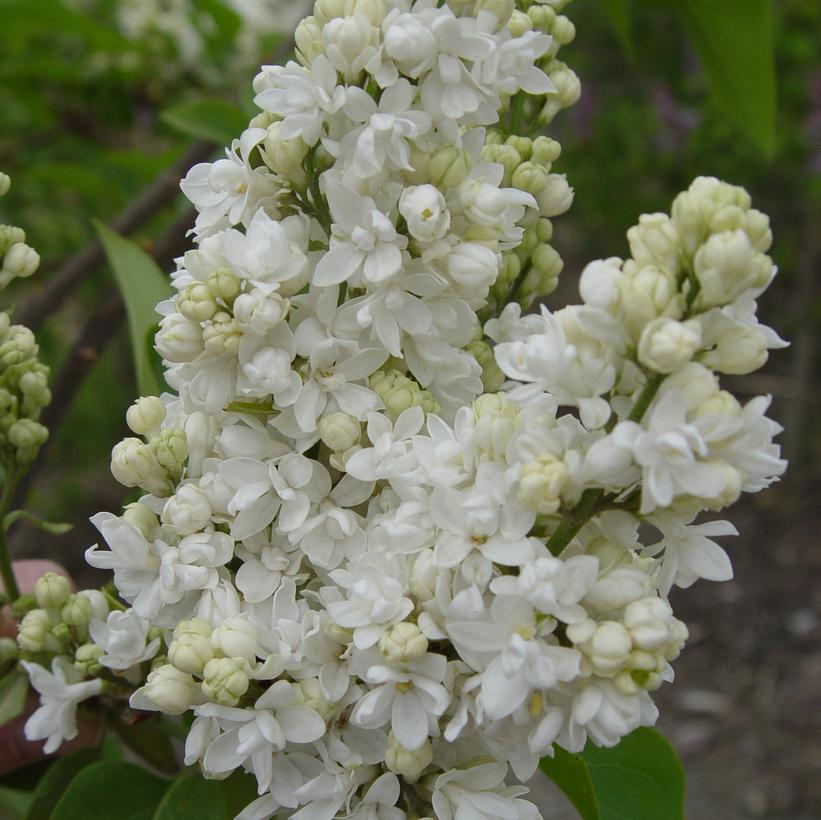 Beauty of Moscow Lilac