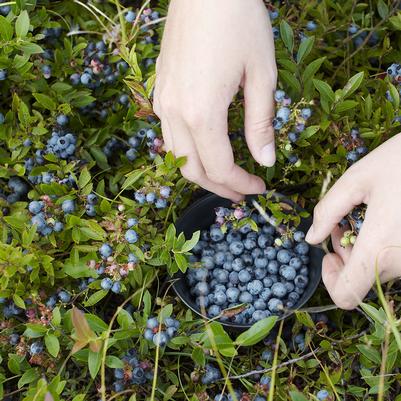 Lowbush Blueberry