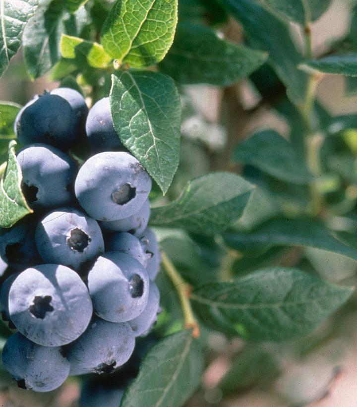 Chandler Highbush Blueberry